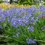 Bulbes à fleurs à planter au printemps - Agapanthe Umbelatum Bleu (x1) - face recto